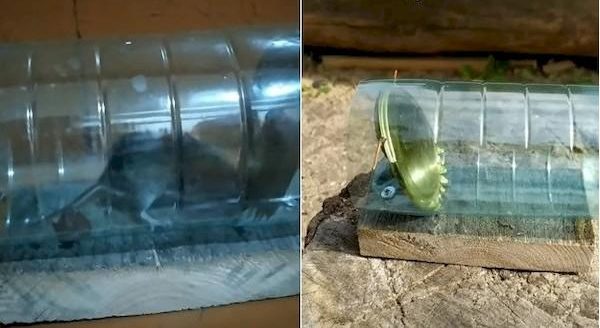 Piège à souris fait maison
