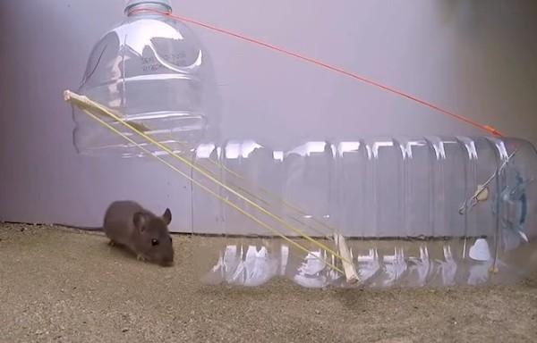 Piège à souris d'une bouteille - méthode 3