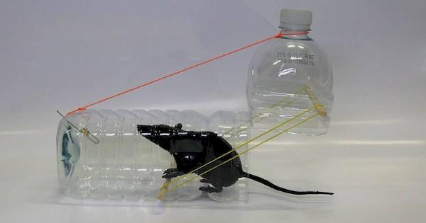 Piège à souris bricolage
