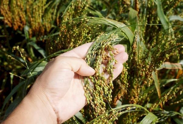 Chumiza (mil capité)