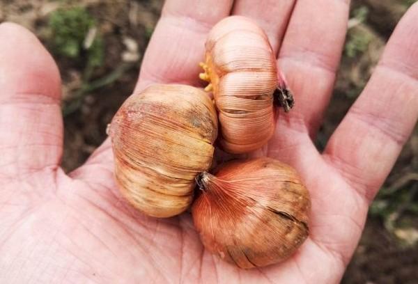 Bulbes de glaïeuls