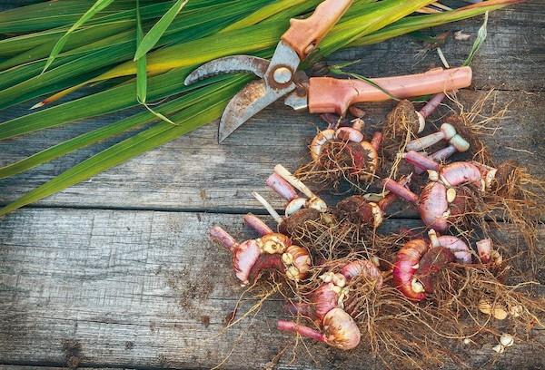 Préparer les glaïeuls pour l'hiver