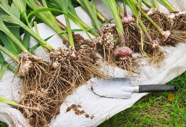 Déterrer des glaïeuls