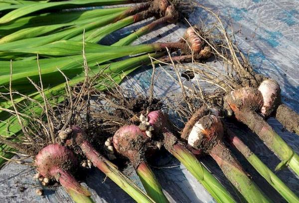 Préparer les glaïeuls pour l'hiver