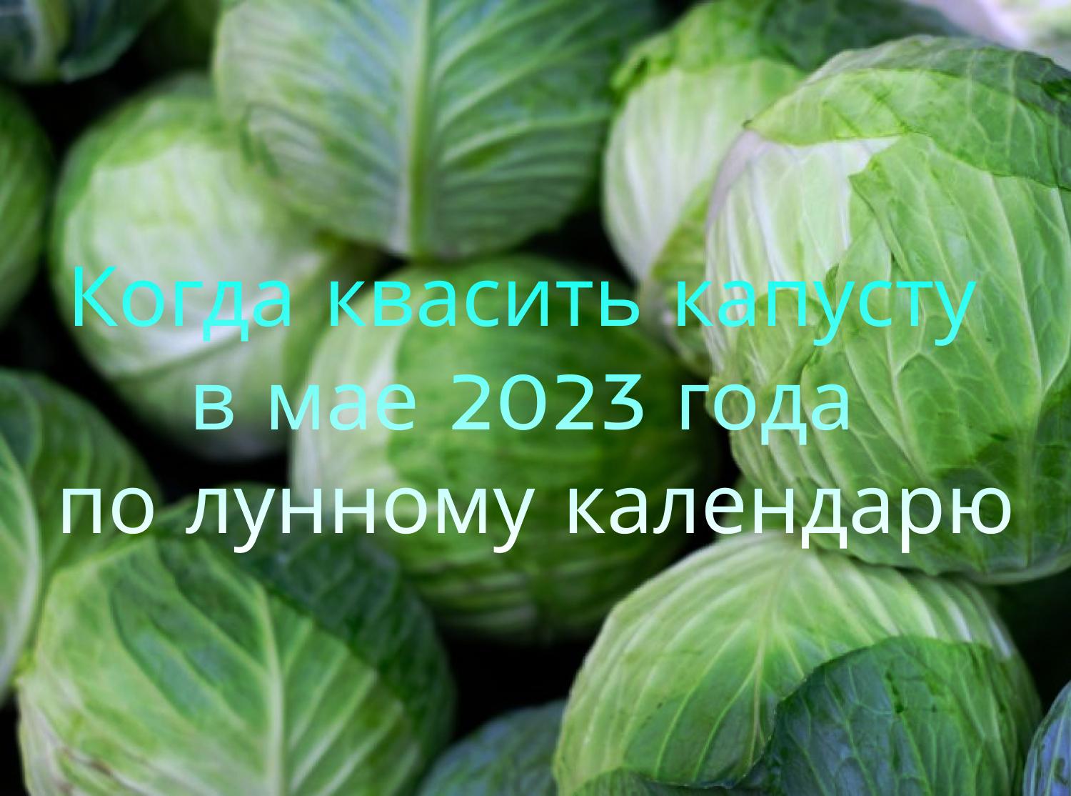 Quand fermenter le chou en mai 2023 selon le calendrier lunaire