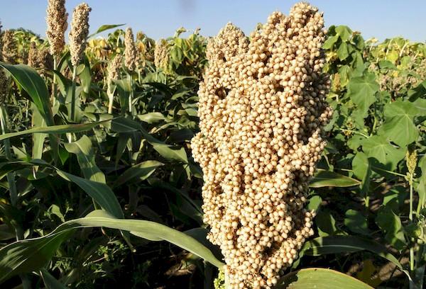 Céréales de sorgho