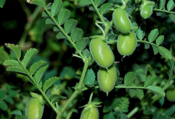 Fruits de pois chiches
