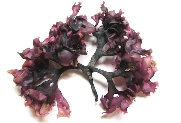 Carraghénane (mousse d'Irlande)