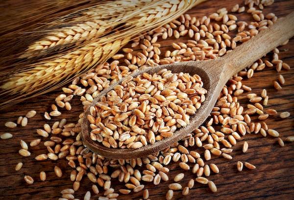 Céréales d'épeautre