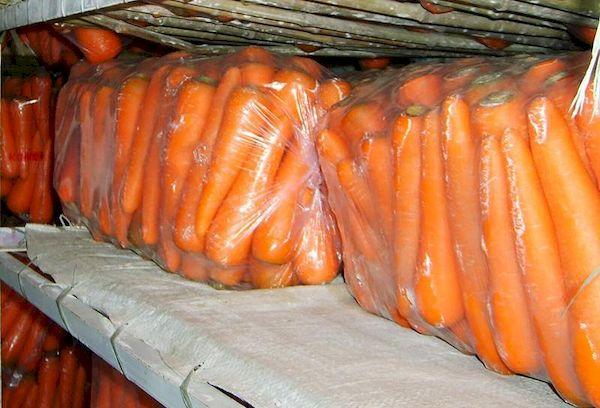 Conserver les carottes en cave