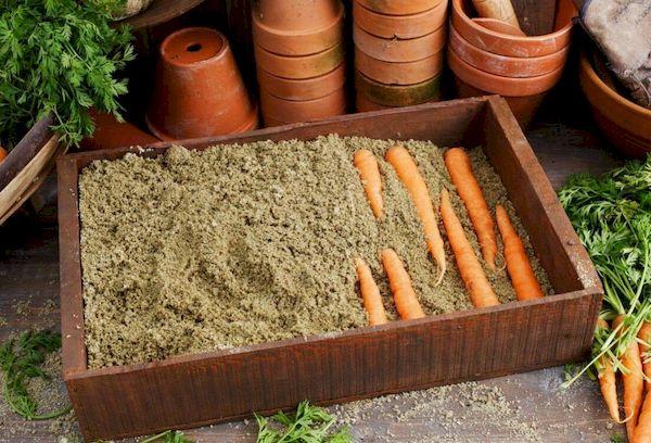 Conserver les carottes dans le sable