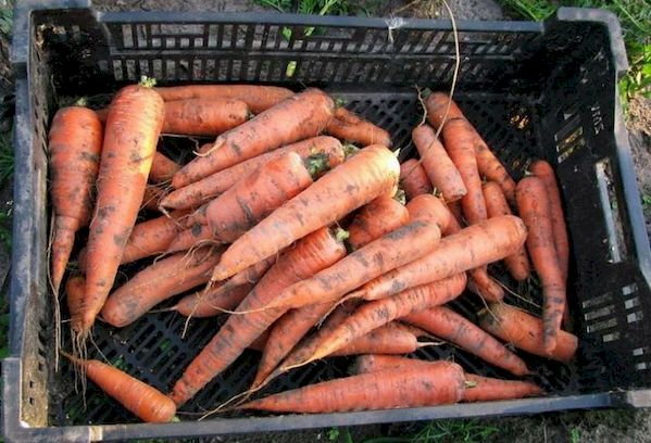 Stockage des carottes