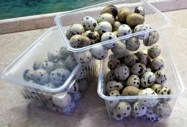 Durée de conservation des œufs de caille crus